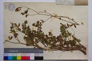 Trifolium alexandrinum L. var. madarensae Koz. [ SOMXXXXX0344] (2) (c) Institute of Biodiversity and Ecosystem Research, BAS — Vascular Plants and Mosses Collections (SOM)