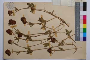 Trifolium alpestre L. ssp. alpestre var. alpestre f. bicefala Koz. [ SOMXXXXX0345] (2) (c) Institute of Biodiversity and Ecosystem Research, BAS — Vascular Plants and Mosses Collections (SOM)