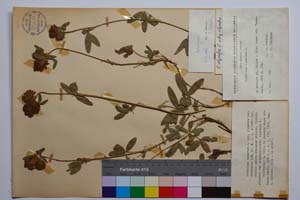 Trifolium alpestre L. ssp. alpestre var. davidovii Koz. [ SOMXXXXX0346] (c) Institute of Biodiversity and Ecosystem Research, BAS — Vascular Plants and Mosses Collections (SOM)