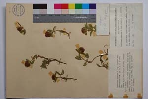 Trifolium alpestre L. ssp. alpestre var. parvifolium Koz. [ SOMXXXXX0348] (c) Institute of Biodiversity and Ecosystem Research, BAS — Vascular Plants and Mosses Collections (SOM)