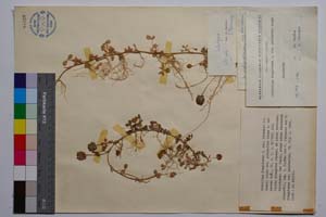 Trifolium fragiferum L. ssp. bonannii (C. Presl) Sojak var. pulchellum Lange f. repentes Koz. [ SOMXXXXX0351] (c) Institute of Biodiversity and Ecosystem Research, BAS — Vascular Plants and Mosses Collections (SOM)