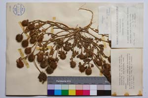 Trifolium hirtum All. var. hirtum f. ramosum Koz. [ SOMXXXXX0353] (c) Institute of Biodiversity and Ecosystem Research, BAS — Vascular Plants and Mosses Collections (SOM)