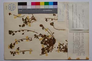 Trifolium hirtum All. var. urumovii Koz. [ SOMXXXXX0354] (c) Institute of Biodiversity and Ecosystem Research, BAS — Vascular Plants and Mosses Collections (SOM)