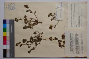 Trifolium lappaceum L. var. tracicum Dav. [ SOMXXXXX0357] (c) Institute of Biodiversity and Ecosystem Research, BAS — Vascular Plants and Mosses Collections (SOM)