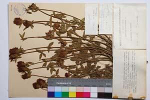 Trifolium ochroleucon Huds. ssp. ochroleucon var. macranthum Koz. [ SOMXXXXX0360] (c) Institute of Biodiversity and Ecosystem Research, BAS — Vascular Plants and Mosses Collections (SOM)