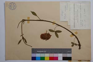 Trifolium pannonicum Jacq. var. davidovii Koz. [ SOMXXXXX0361] (2) (c) Institute of Biodiversity and Ecosystem Research, BAS — Vascular Plants and Mosses Collections (SOM)