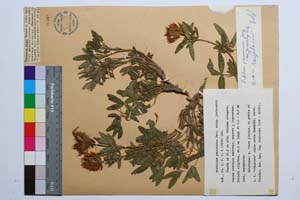 Trifolium pannonicum Jacq. ssp. jurkovskii Koz. [ SOMXXXXX0362] (c) Institute of Biodiversity and Ecosystem Research, BAS — Vascular Plants and Mosses Collections (SOM)