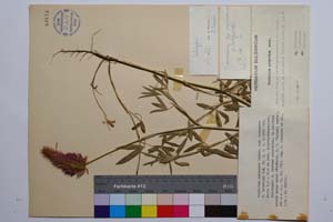 Trifolium purpureum Loisel ssp. purpureum f. latifolia Koz. [ SOMXXXXX0364] (c) Institute of Biodiversity and Ecosystem Research, BAS — Vascular Plants and Mosses Collections (SOM)