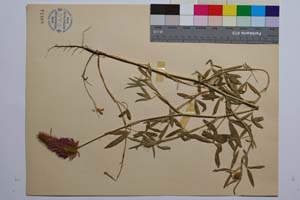 Trifolium purpureum Loisel ssp. purpureum f. latifolia Koz. [ SOMXXXXX0364] (2) (c) Institute of Biodiversity and Ecosystem Research, BAS — Vascular Plants and Mosses Collections (SOM)