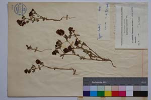 Trifolium violaceum dav. [ SOMXXXXX0371] (2) (c) Institute of Biodiversity and Ecosystem Research, BAS — Vascular Plants and Mosses Collections (SOM)