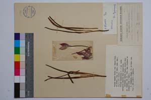Tulipa hageri Heldr. var. thasia Stoj. & Kitan. [ SOMXXXXX0372] (c) Institute of Biodiversity and Ecosystem Research, BAS — Vascular Plants and Mosses Collections (SOM)