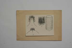 Tulipa pavlovii Kitan. [ SOMXXXXX0373] (c) Institute of Biodiversity and Ecosystem Research, BAS — Vascular Plants and Mosses Collections (SOM)