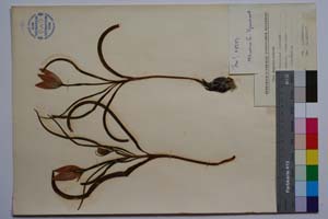 Tulipa thracica Dav. [ SOMXXXXX0375] (2) (c) Institute of Biodiversity and Ecosystem Research, BAS — Vascular Plants and Mosses Collections (SOM)