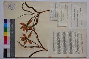 Tulipa thracica Dav. [ SOMXXXXX0376] (c) Institute of Biodiversity and Ecosystem Research, BAS — Vascular Plants and Mosses Collections (SOM)