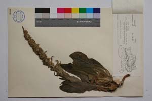 Verbascum boevae Stef. -Gat. [ SOMXXXXX0378] (2) (c) Institute of Biodiversity and Ecosystem Research, BAS — Vascular Plants and Mosses Collections (SOM)