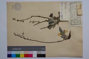 Verbascum Tzar Borisi Dav. [ SOMXXXXX0382] (c) Institute of Biodiversity and Ecosystem Research, BAS — Vascular Plants and Mosses Collections (SOM)