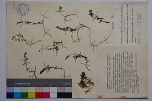 Veronica prostrata L. var. deorum Stoj. & Jord. [ SOMXXXXX0386] (c) Institute of Biodiversity and Ecosystem Research, BAS — Vascular Plants and Mosses Collections (SOM)