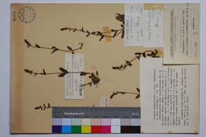 Veronica serpyllifolia L. ssp. trichocaulis D. Peev [ SOMXXXXX0387] (c) Institute of Biodiversity and Ecosystem Research, BAS — Vascular Plants and Mosses Collections (SOM)