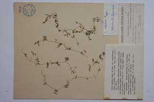 Vicia cretica Boiss. & Held. var. samothracica Stoj. & Kitan. [ SOMXXXXX0388] (c) Institute of Biodiversity and Ecosystem Research, BAS — Vascular Plants and Mosses Collections (SOM)