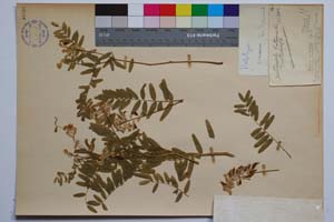 Vicia orbelica Dav. [ SOMXXXXX0389] (c) Institute of Biodiversity and Ecosystem Research, BAS — Vascular Plants and Mosses Collections (SOM)