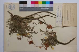 Hedysarum tauricum Pall. [ SOMXXXXX0402] (c) Institute of Biodiversity and Ecosystem Research, BAS — Vascular Plants and Mosses Collections (SOM)
