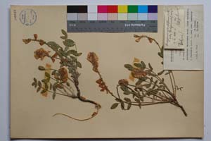 Hedysarum tauricum Pall. [ SOMXXXXX0403] (c) Institute of Biodiversity and Ecosystem Research, BAS — Vascular Plants and Mosses Collections (SOM)