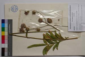 Centaurea wagenitziana Bancheva & Kit Tan [ SOMXXXXX0404] (c) Institute of Biodiversity and Ecosystem Research, BAS — Vascular Plants and Mosses Collections (SOM)