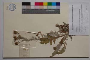 Centaurea saccensis Raimondo, Bancheva & Ilardi [ SOMXXXXX0413] (c) Institute of Biodiversity and Ecosystem Research, BAS — Vascular Plants and Mosses Collections (SOM)