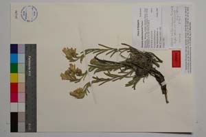 Onosma malkarmayorum Teppner [ SOMXXXXX0427] (c) Institute of Biodiversity and Ecosystem Research, BAS — Vascular Plants and Mosses Collections (SOM)