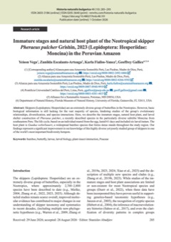 Immature stages and natural host plant of the Neotropical skipper Pheraeus pulcher Grishin, 2023 (Lepidoptera: Hesperiidae: Moncina) in the Peruvian Amazon