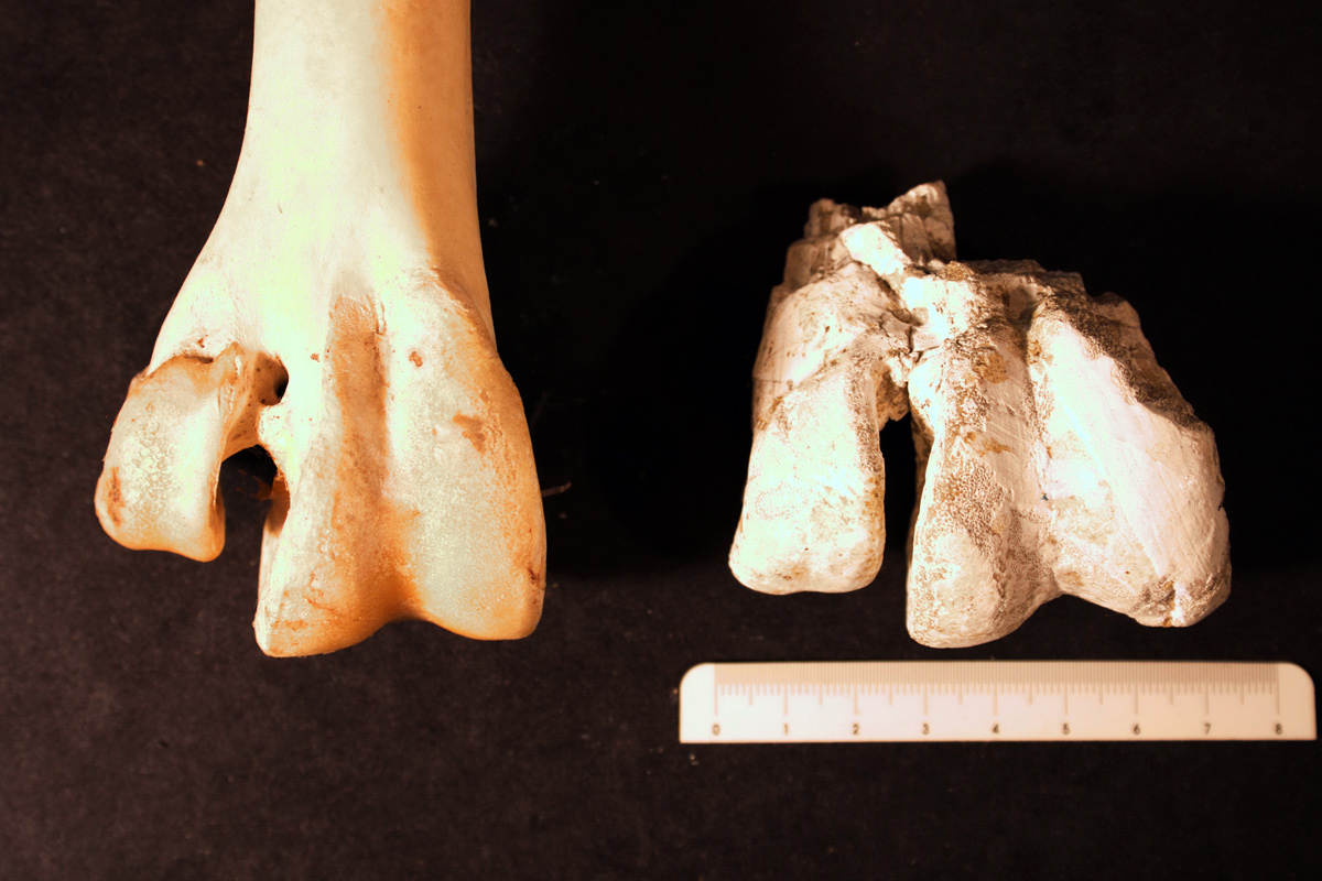First summary of the Neogene avifauna of Bulgaria